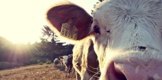 Trendforduló a tejágazatban