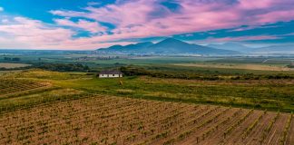 Évi félmilliárdos megtakarítást vár Tokaj-Hegyalja a közösségi beszerzéstől